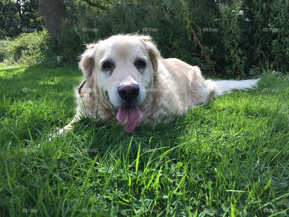 Grass, Dog, Hayfield, Summer, Field
