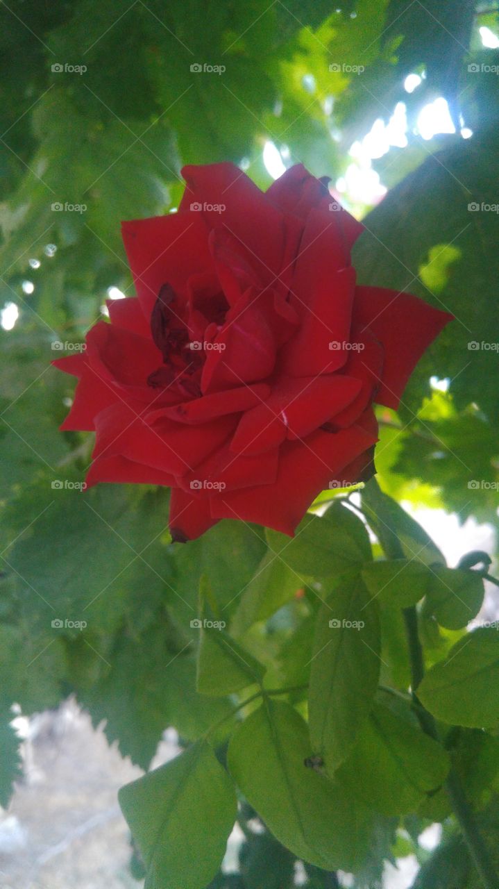 #rose #flower