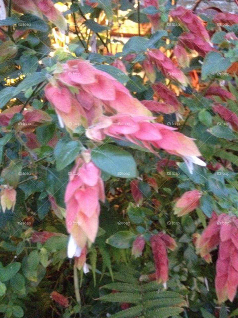 Pink flowers