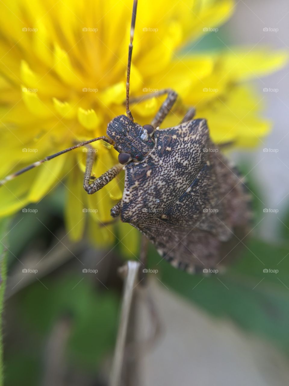Macro stink bug on dandelion