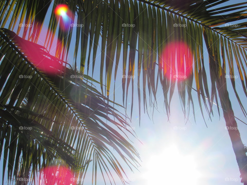 Palm trees in the sunlight.