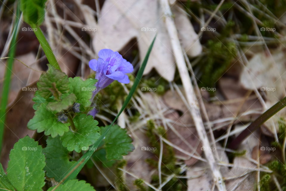 Blüte einer Taubnessel