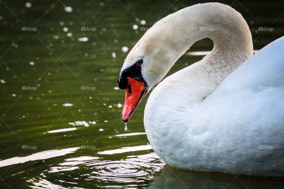 Beautiful white swan