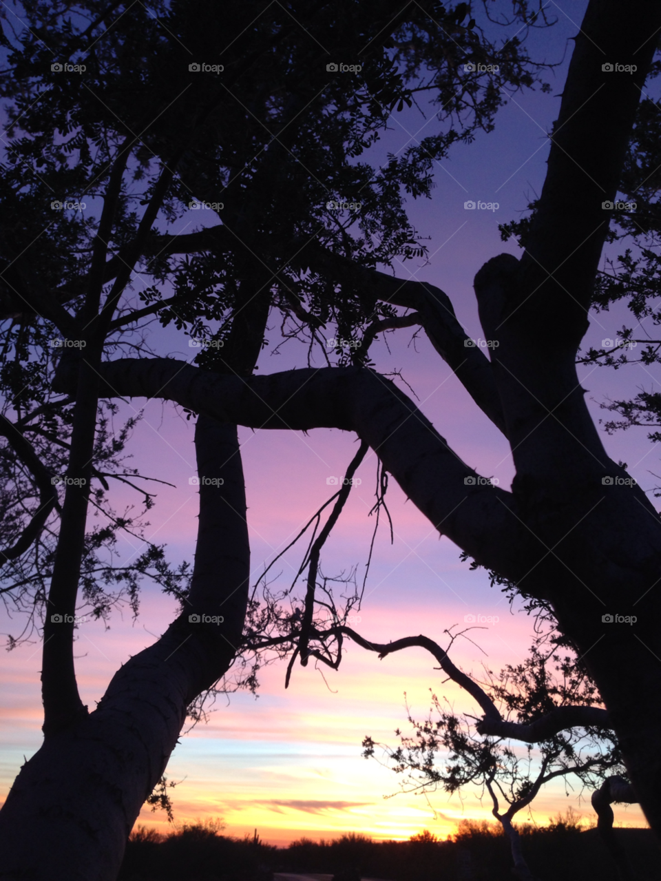 sunset trees arizona scottsdale by melody