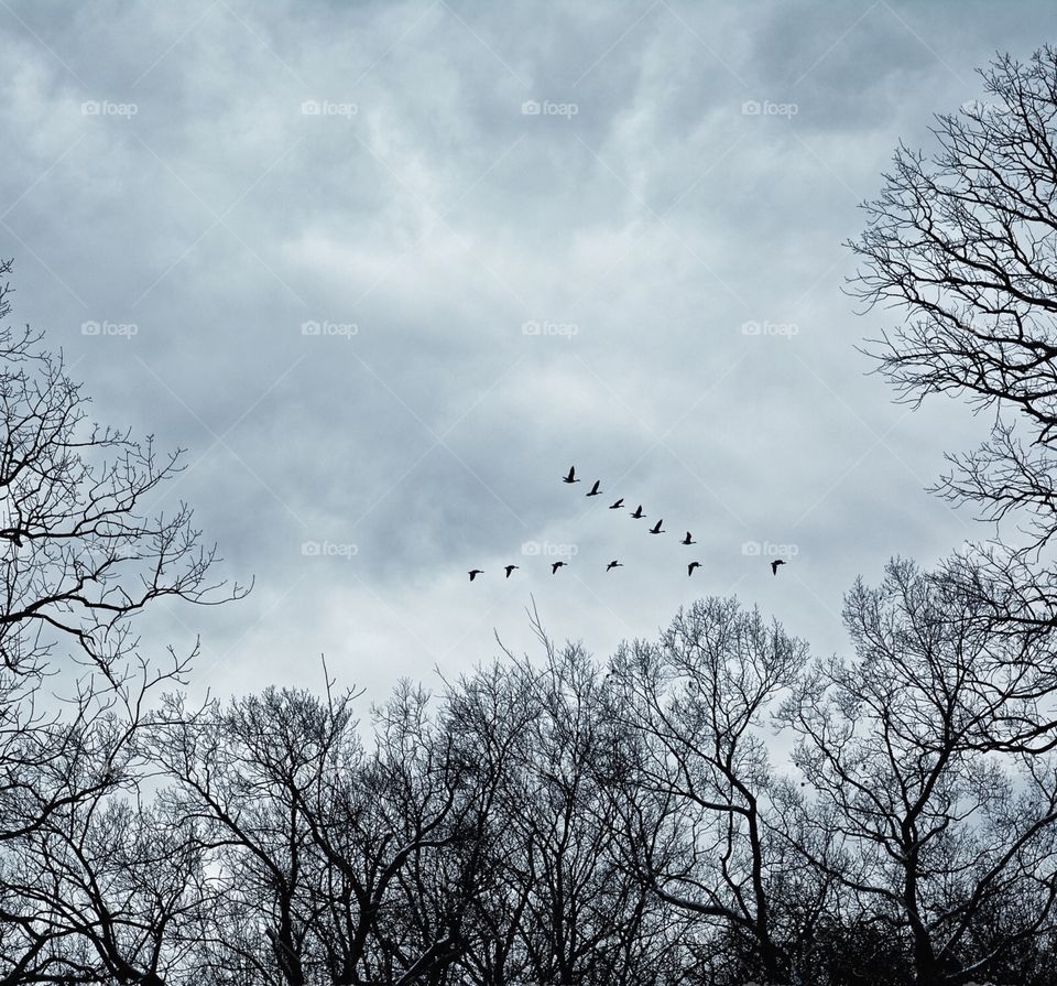 Flock of Birds