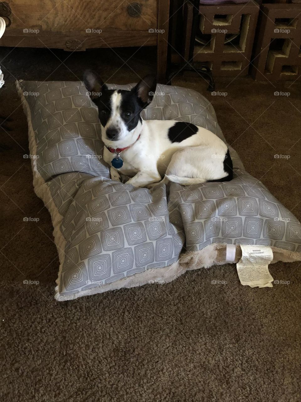 Jack Russel terrier laying on a dog bed