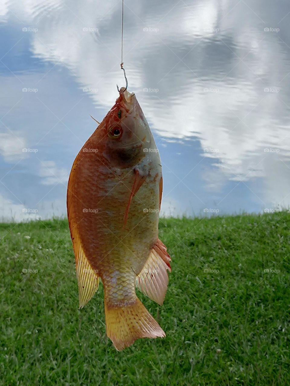 red tilapia fish