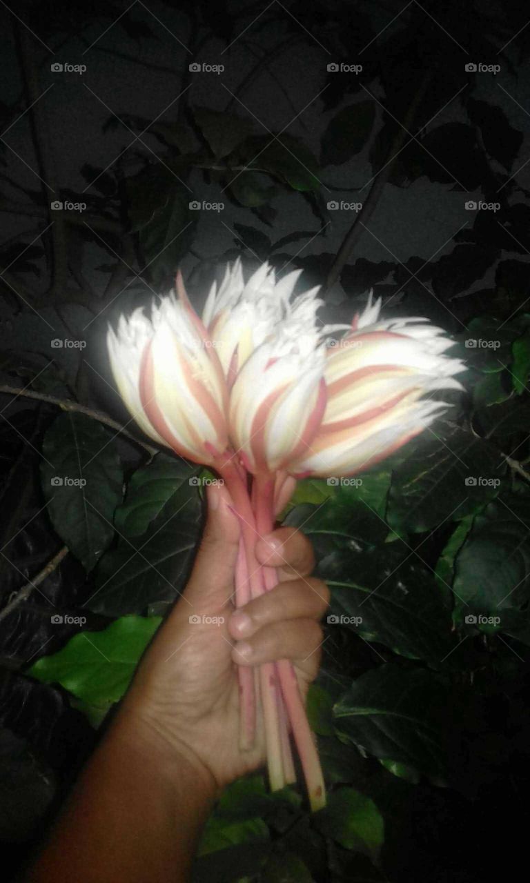 Kadupul Flower Sri Lanka..