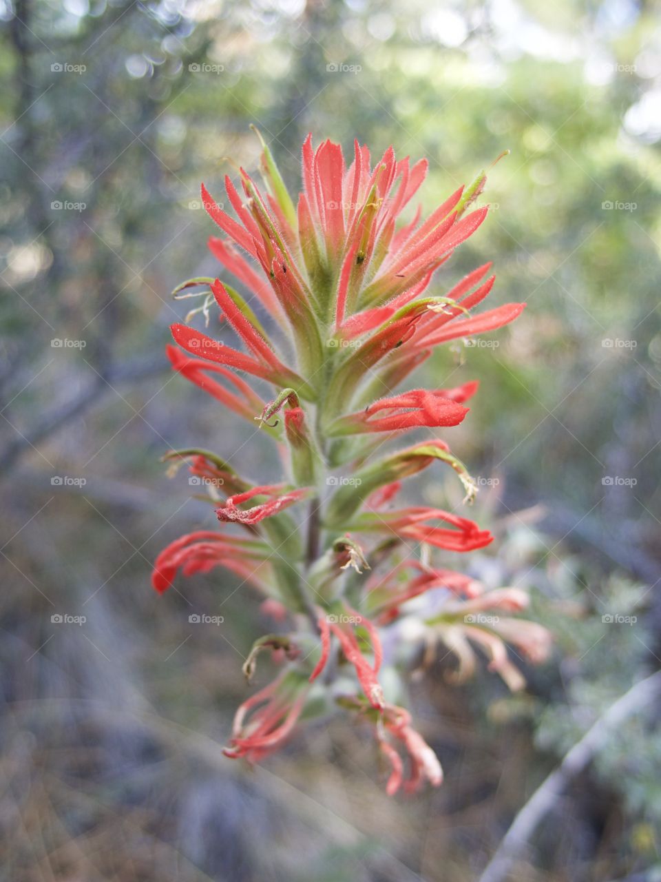 A detailed closeup of the bright red petals of wild Indian Paintbrush high in the mountains of Central Oregon on a sunny summer morning. 