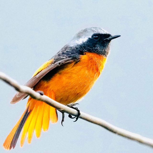 Beautiful and cute bird
