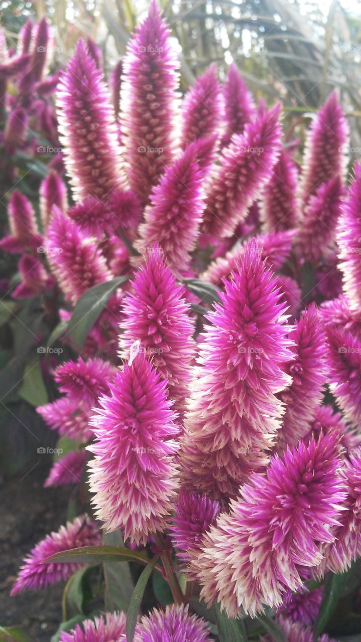 Nature, Flower, Flora, Garden, Summer