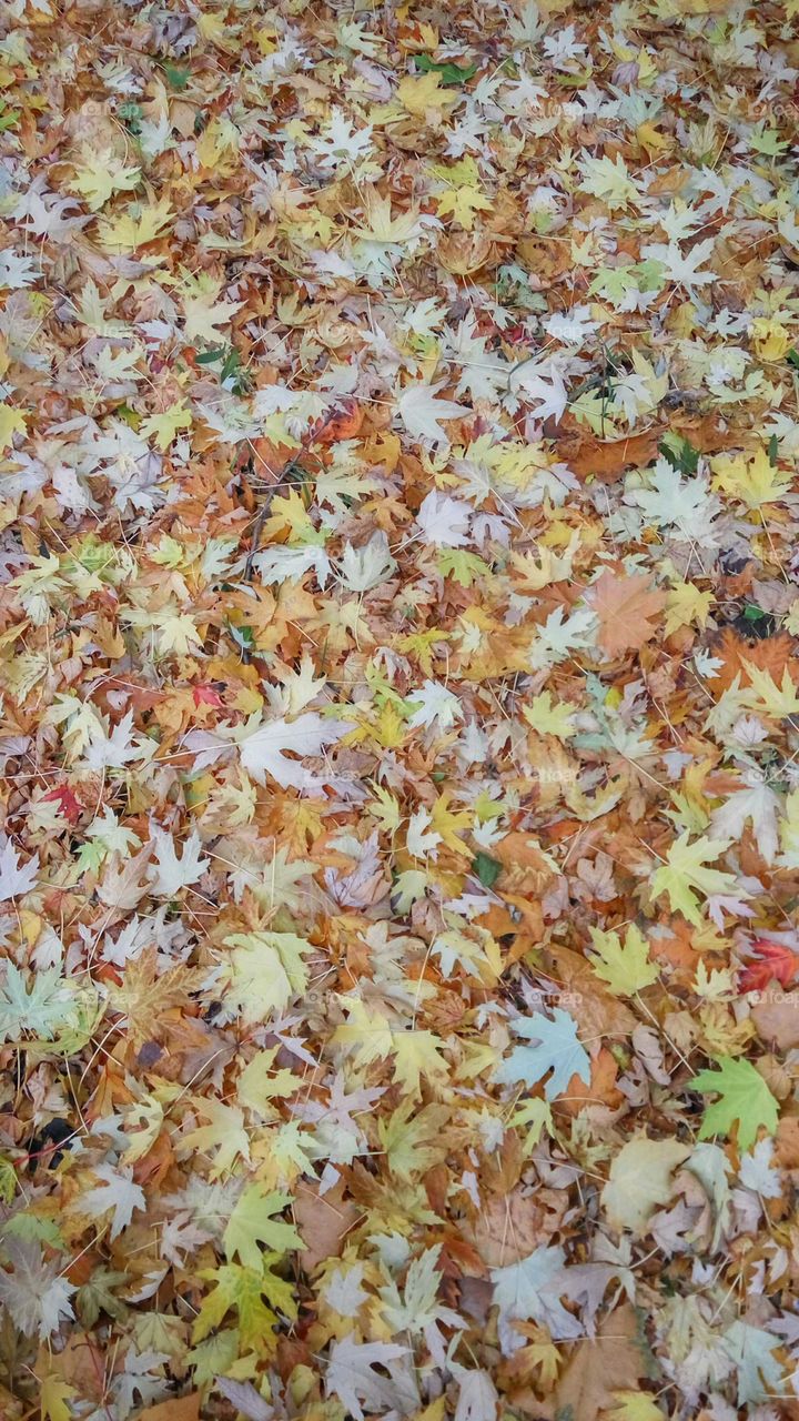 carpet fall