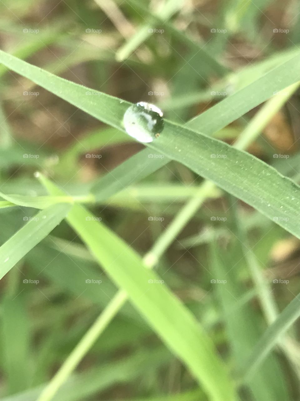 Dew drop grass reflection