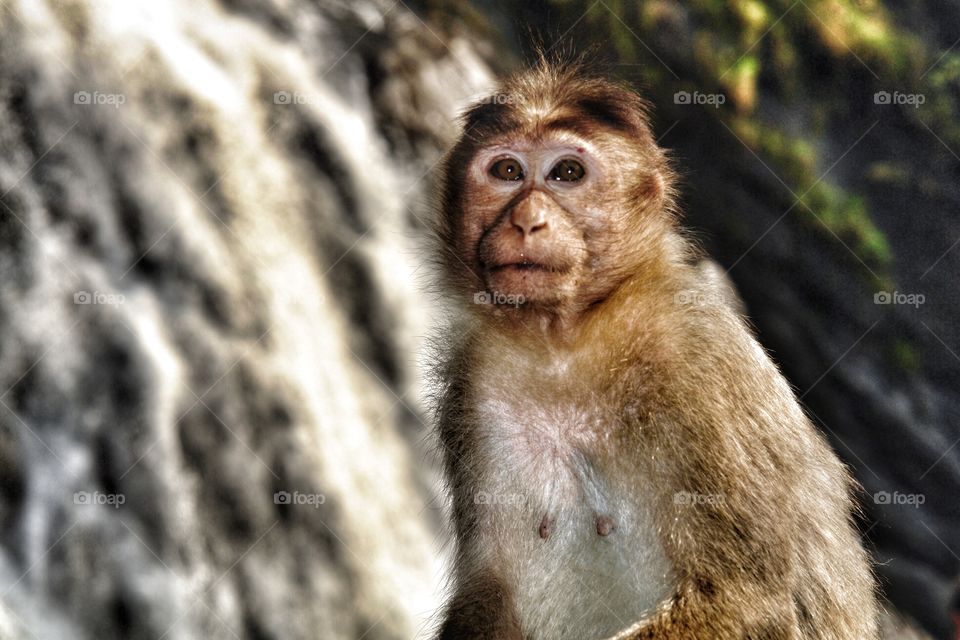 Macaque monkey ponders in front of waterfall, India . Macaque monkey ponders in front of waterfall, India 