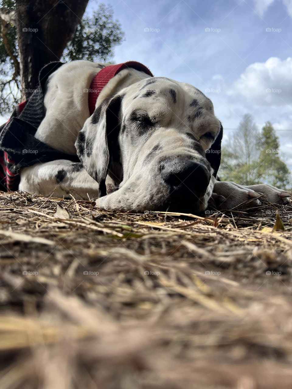 Perro gran Danes arlequín 