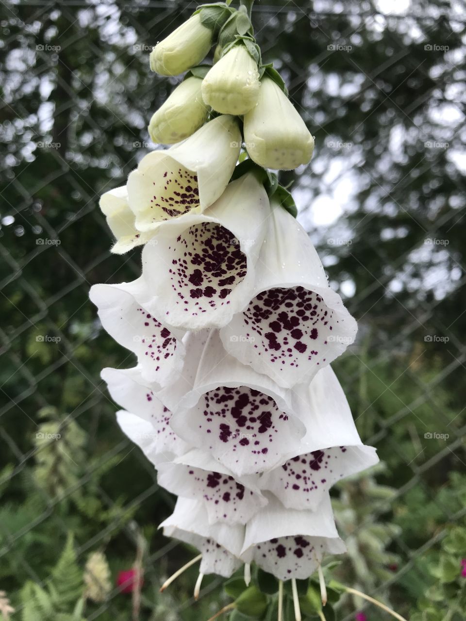 Foxglove perennials 