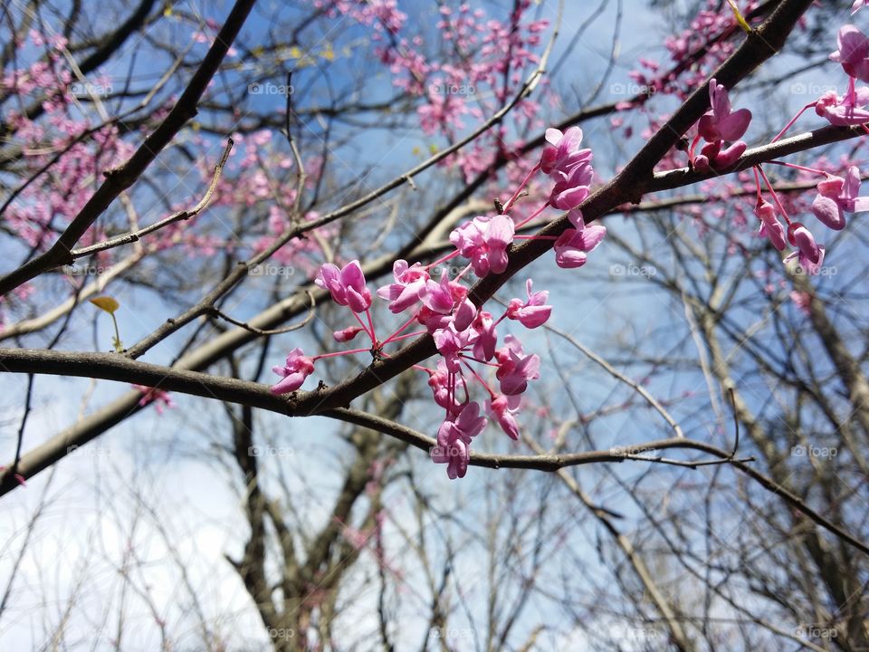 Low angle view of pink flowers