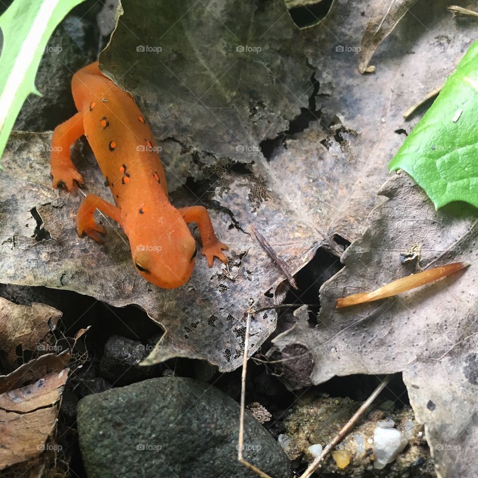 Orange Newt walking on leaves