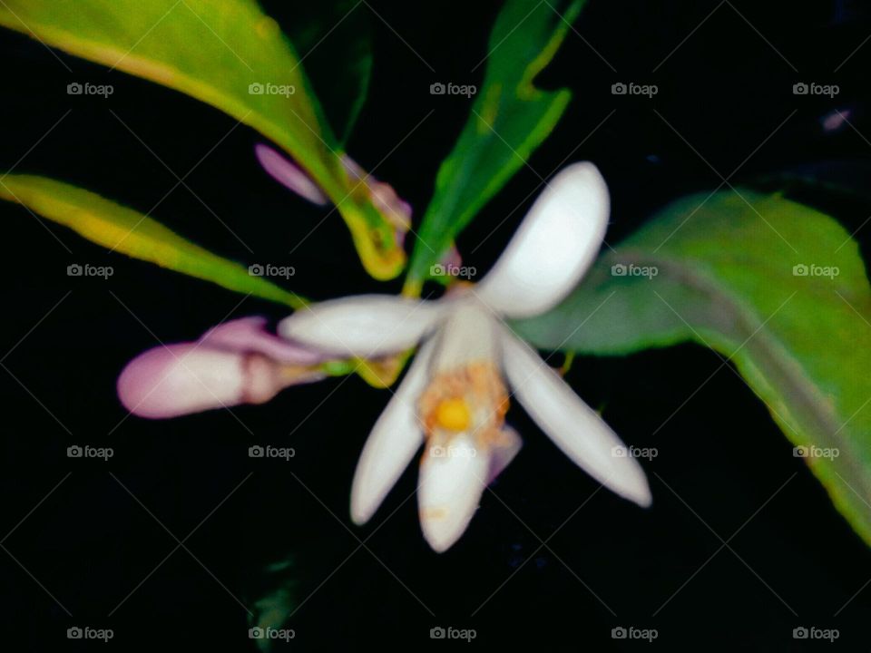 Lemon tree flower
