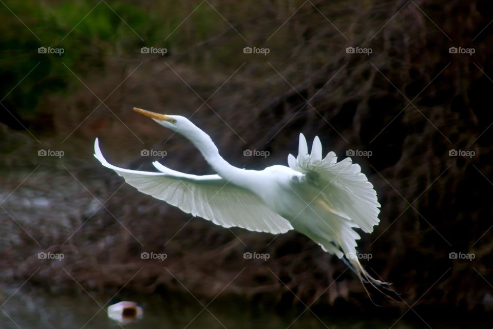 White Egret in Flight