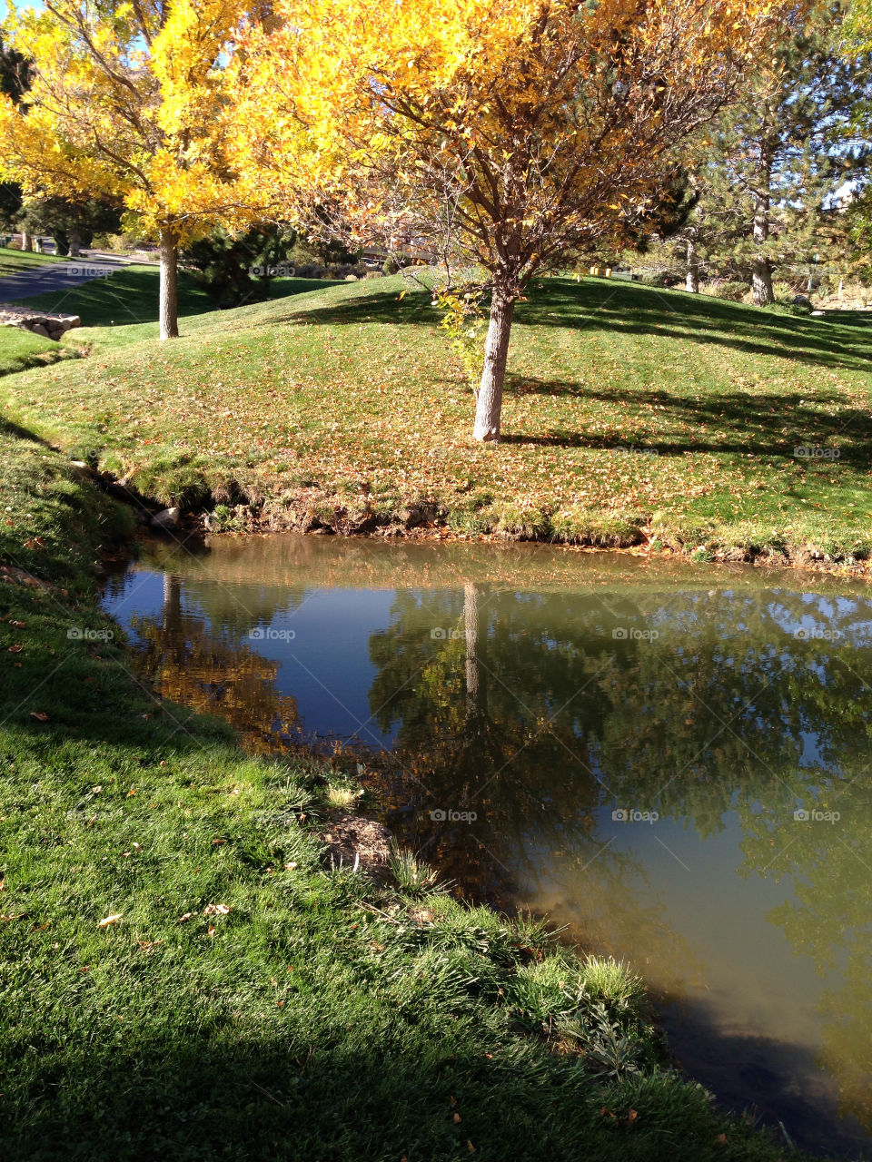 reno trees autumn reflection by melody