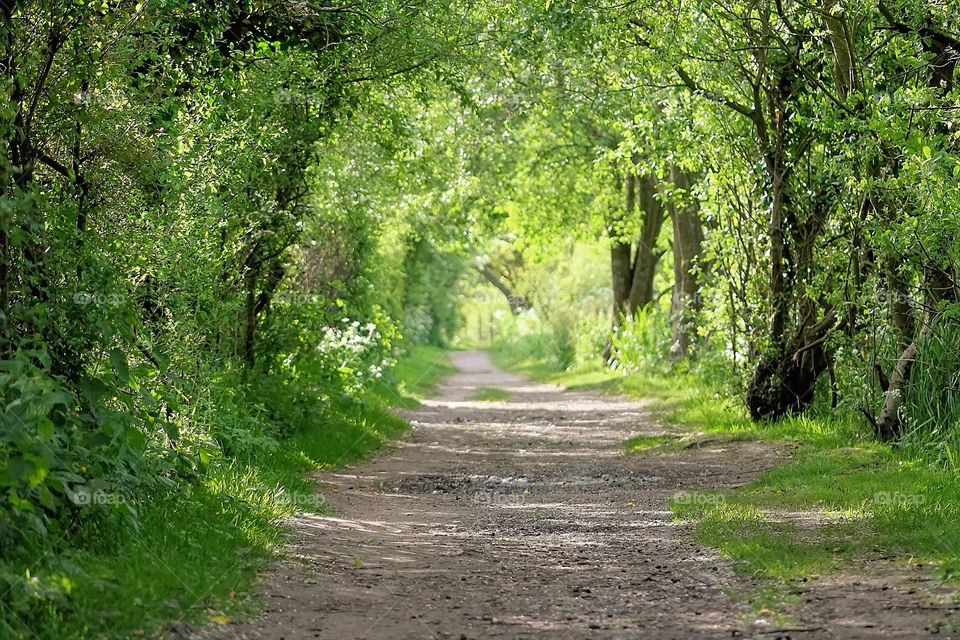 Under the trees. Walking by the river