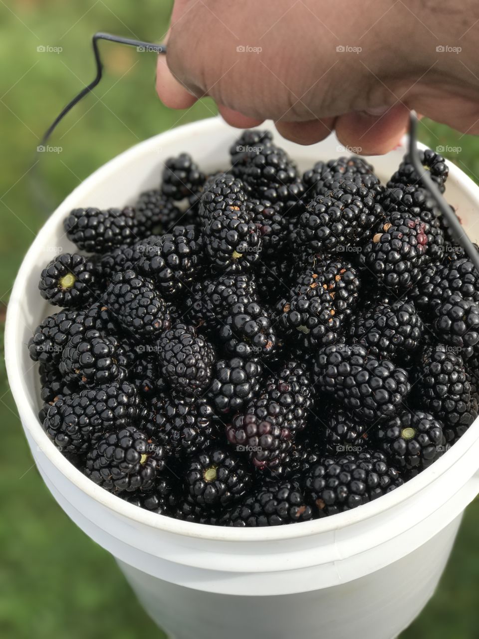 Blackberries in  bucket
