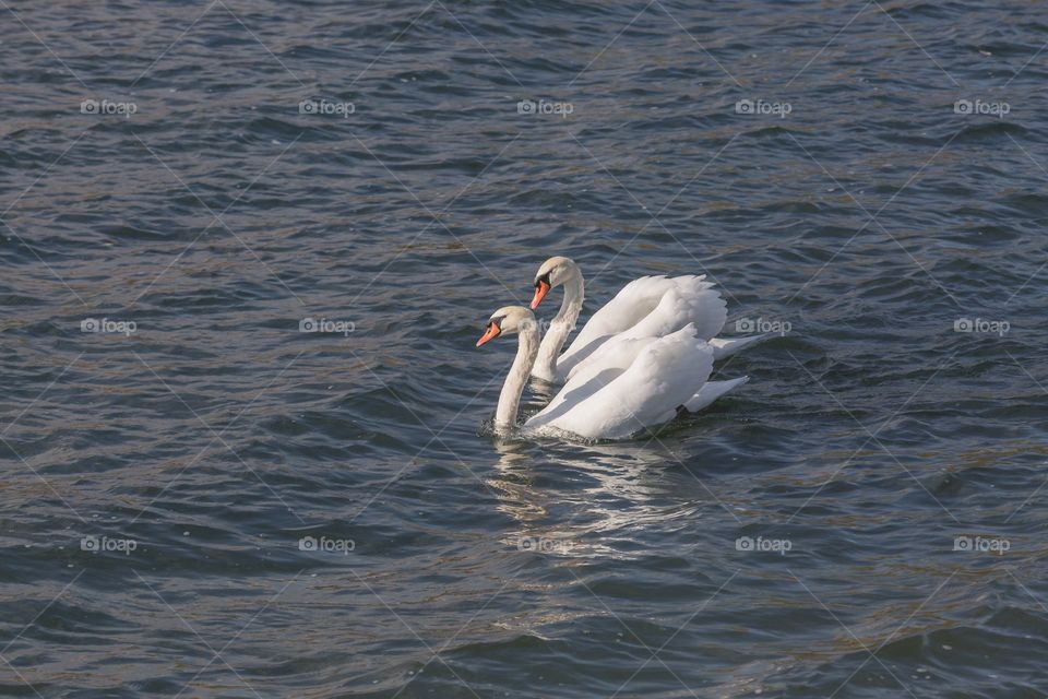 Swans