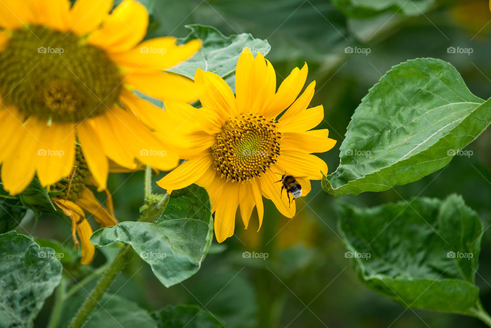 sunflowers bees and bumblebees