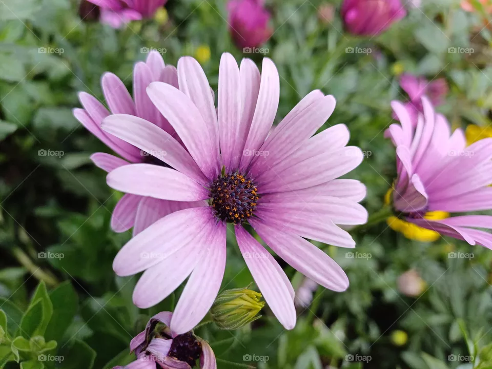 purple flowers