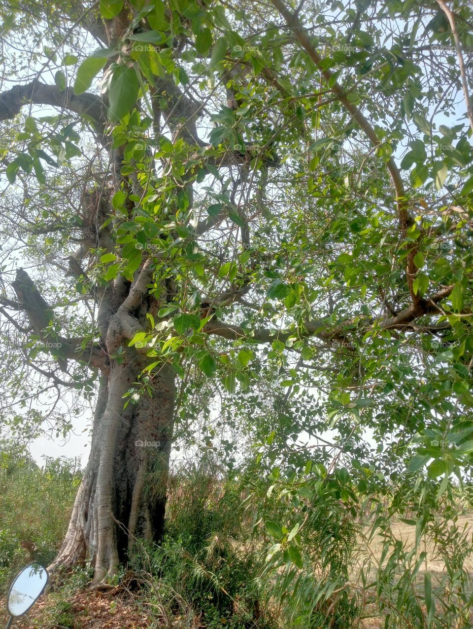The ala Tree .100years old