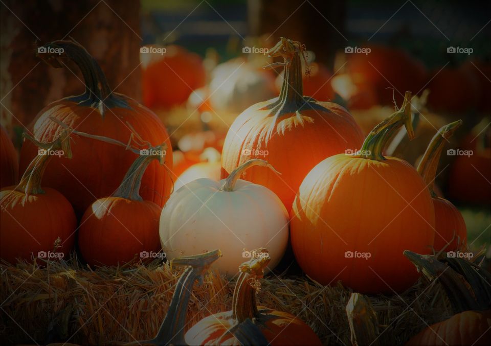 pumpkin patch. Halloween. Festival. Celebration. Out enjoying the giant Pumpkin Festival