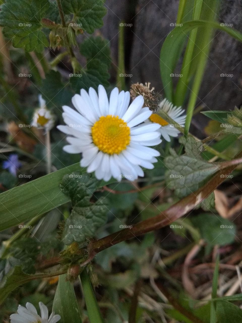 Daisy