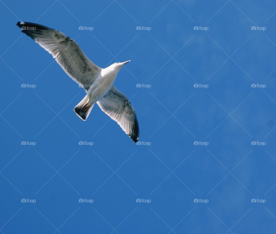 Seagull