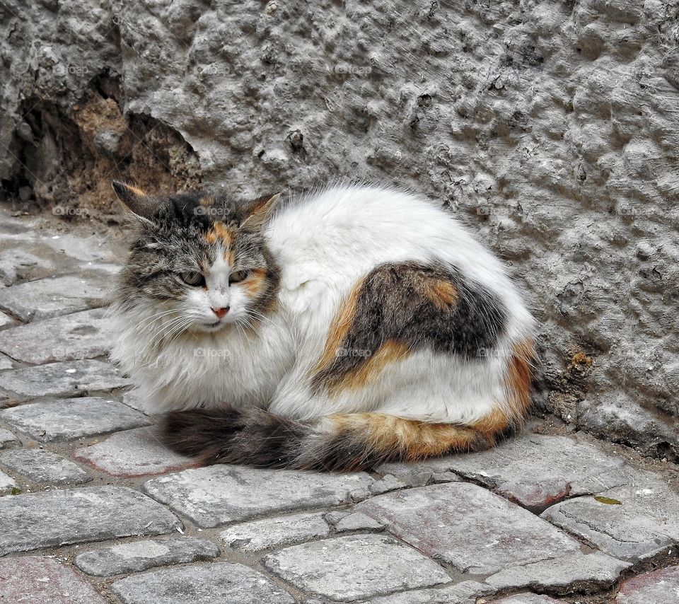 Cat against grey wall