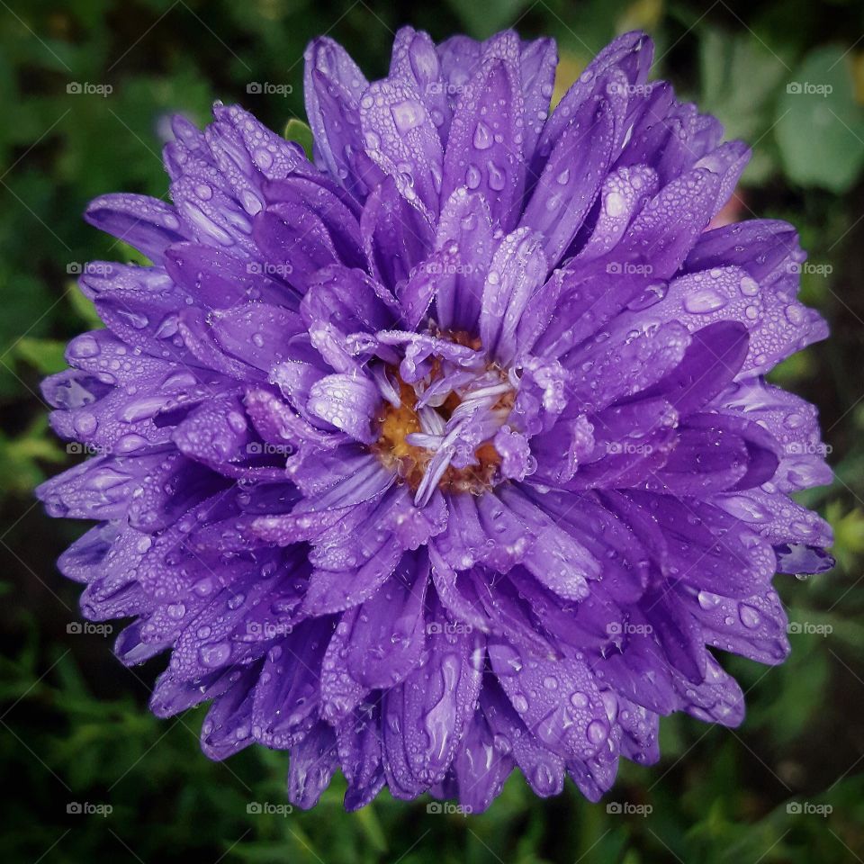 macro flower purple botanical