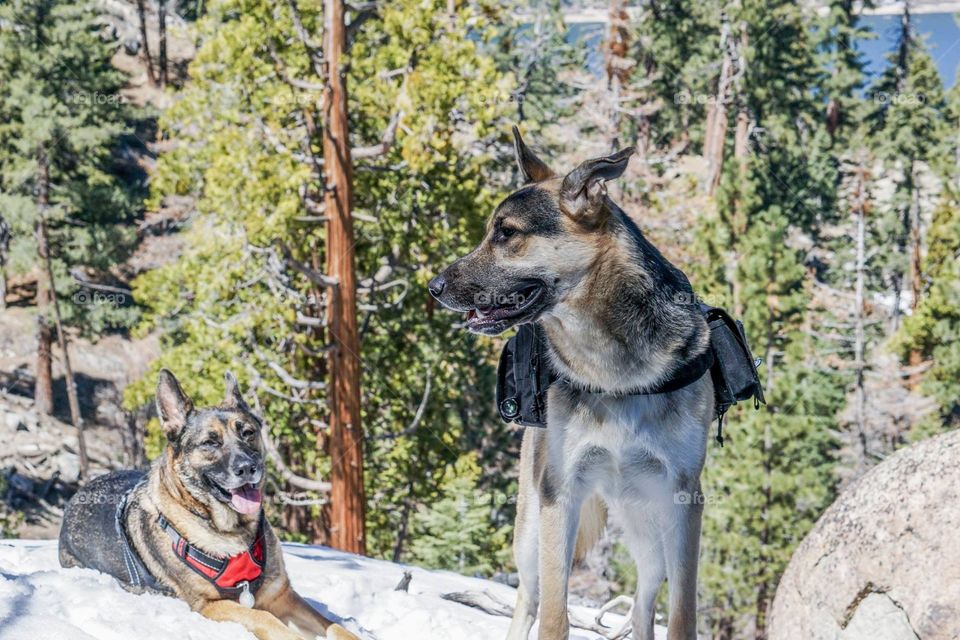 Standing in the snow