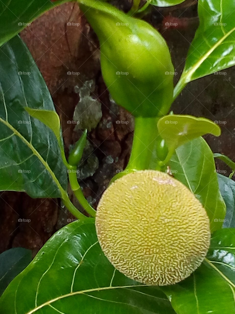 Jackfruit