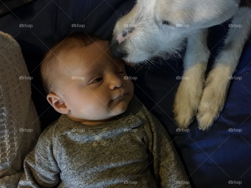 Cute dog licking baby boy’s face 