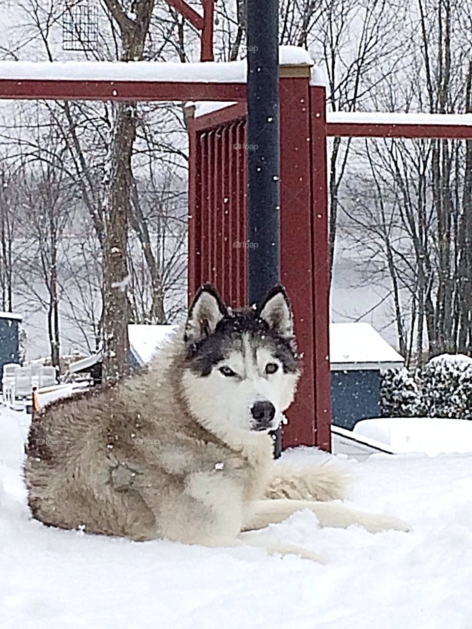 Incredible Husky Dogs