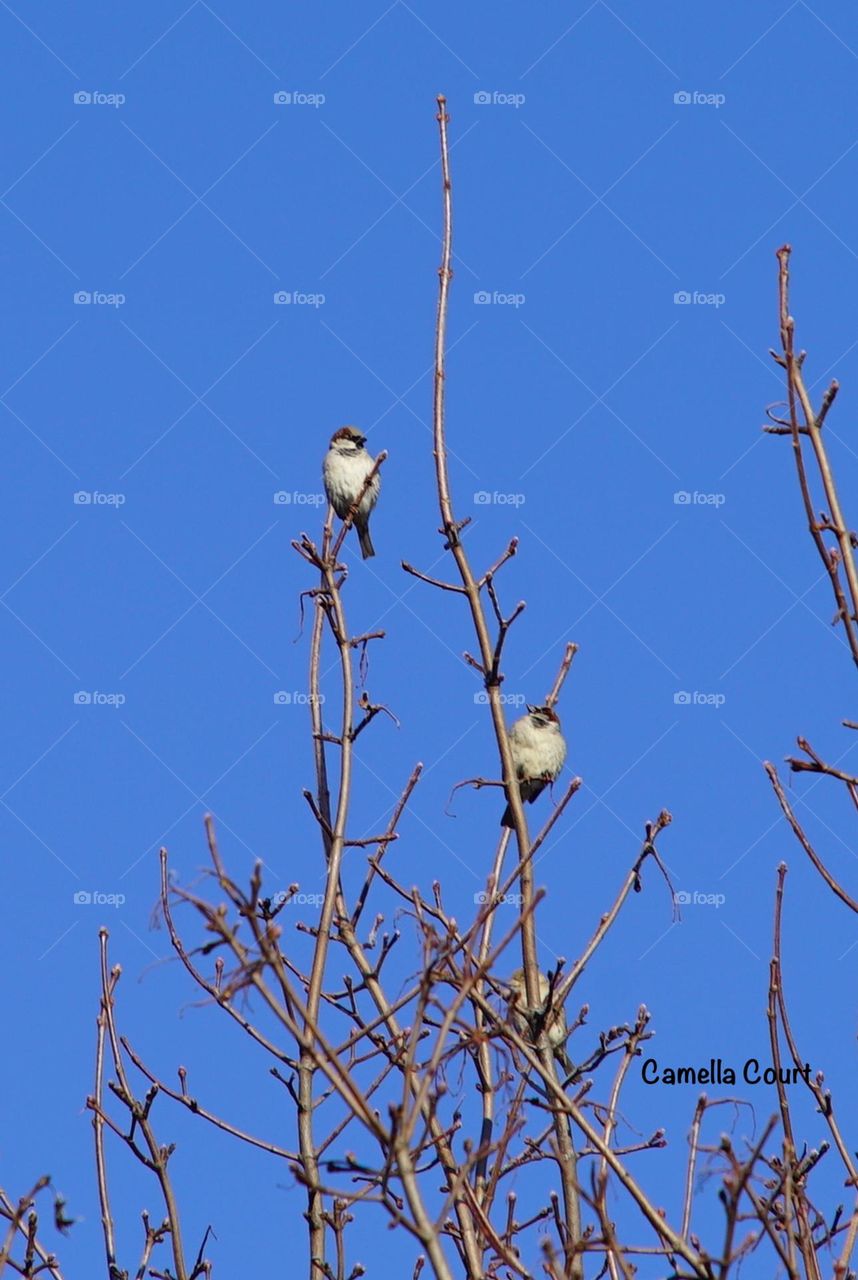 Two little birds that look like puffy cat tails