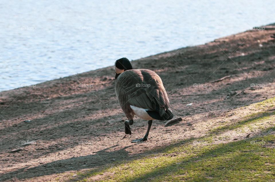 One walking duck dives from the back along the shore in the direction of the lake on a sunny summer day, side view close-up. Bird lifestyle concept.