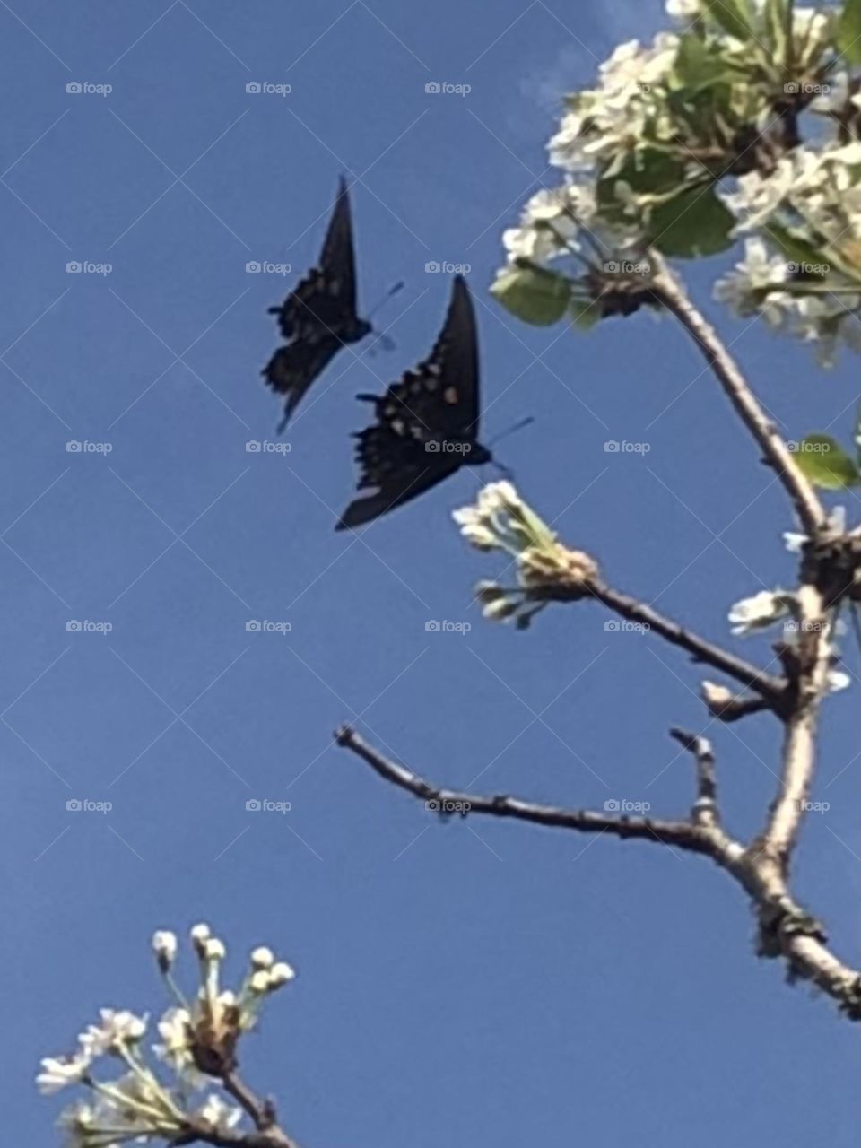 Took a walk out to see how my Bradford Pear is doing and these guys came by. Beautiful black butterflies. I wish it was more clear but it was so windy and they were so fast! Still had to share tho ☺️