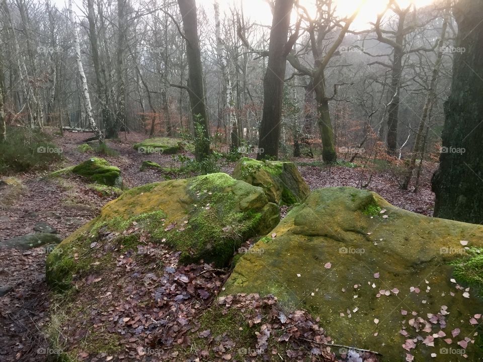 Mossy rocks in the woods 