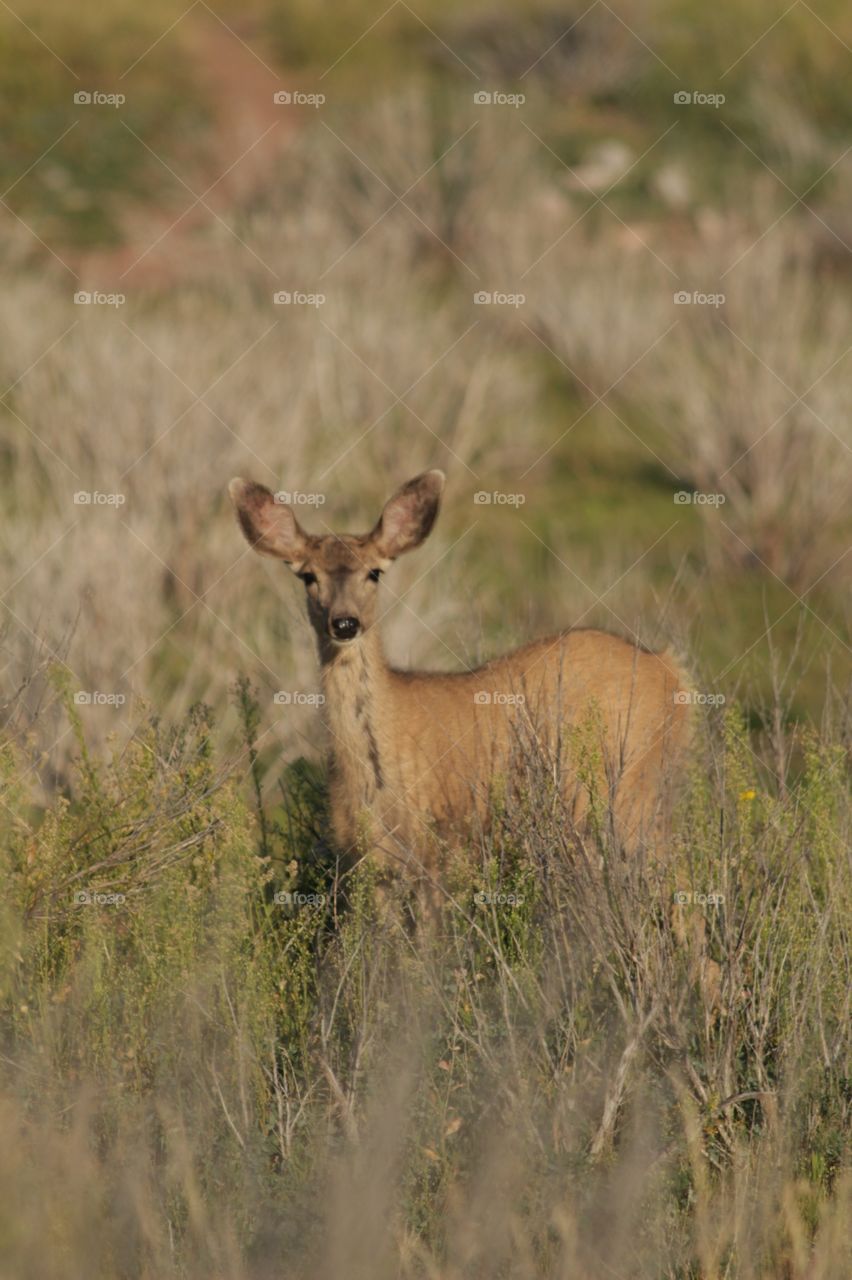Mule deer grazing at sunset