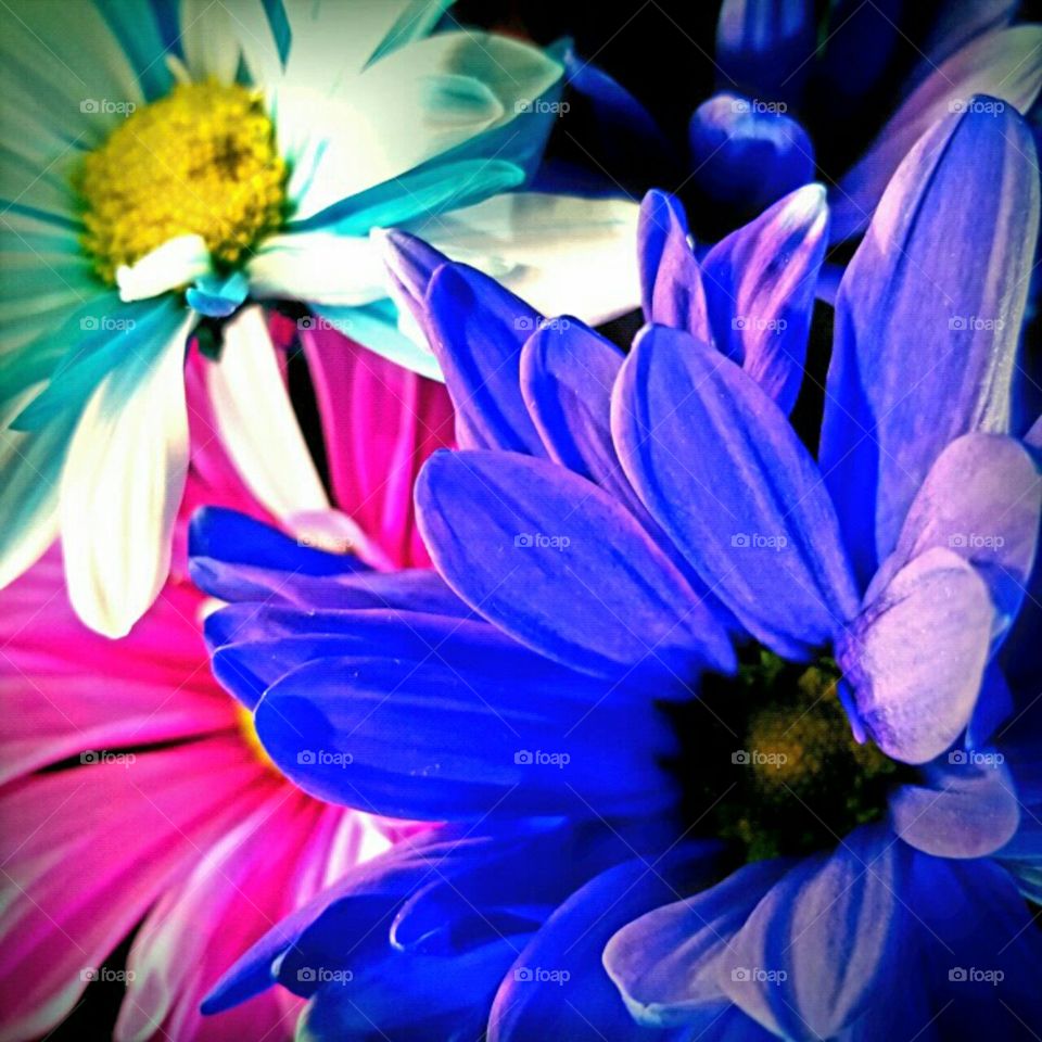 Flower, Nature, Flora, Floral, Color