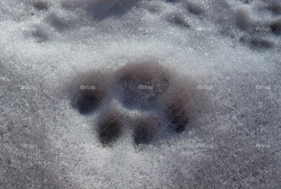 Paw print in the snow