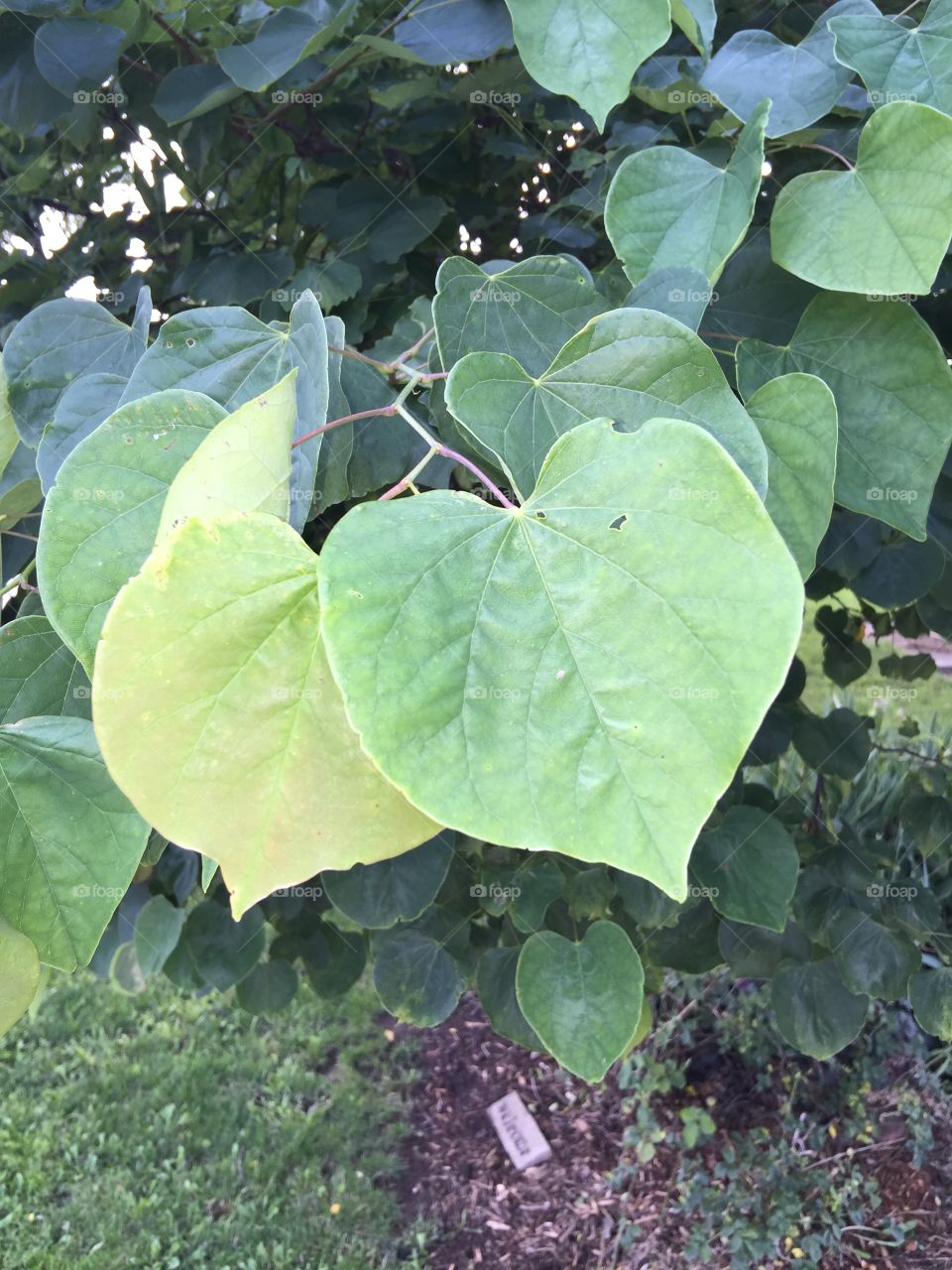 Have a Heart. Redbud tree has very distinct heart-shaped leaves this year.
