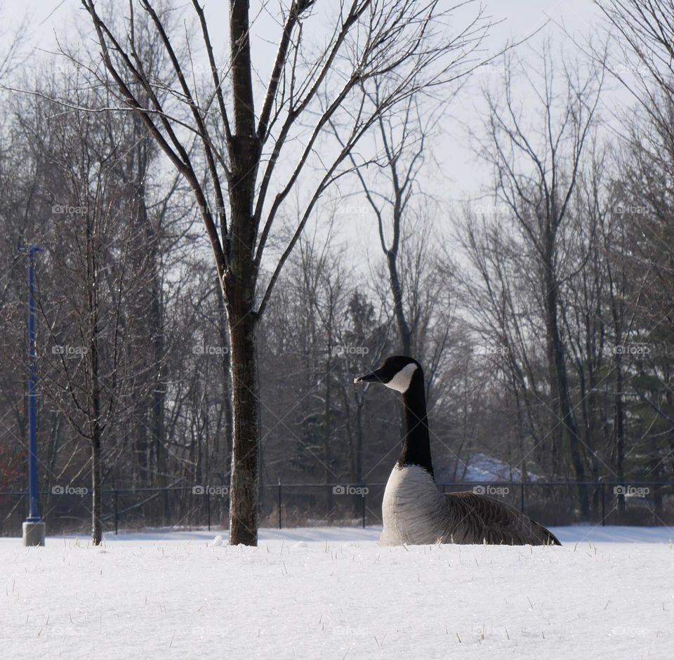 A Canadian goose enjoying the sunlight on a snow bank, on a chilly February morning. 