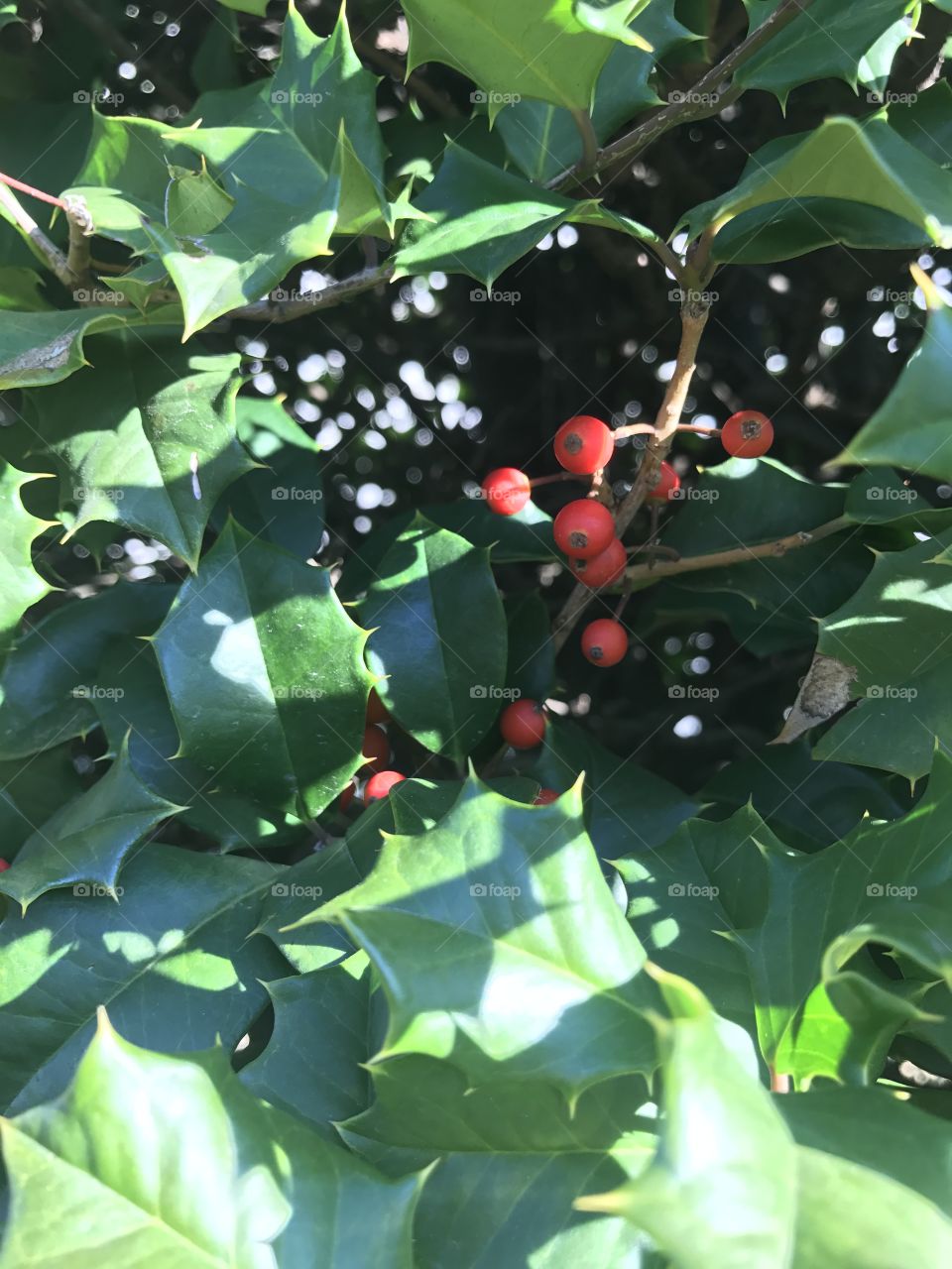 Holly berries in holly bush 